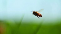 « L’apiculture c’est avant tout des hommes qui travaillent avec cet insecte particulier. Les évolutions des territoires agricoles, les problématiques environnementales et les questions d’organisation en coopérative, autant de raisons qui poussent l’apiculteur à s’adapter en permanence, en Uruguay comme ailleurs dans le monde »

Untitled from 
52 minutes – Documentaire - réalisé par Samuel Bettex et [...]