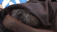 
&laquo;&nbsp;Son nom est Green, elle est seule dans un monde qui ne lui appartient pas. Green est une femelle Orang-outang, victime de la déforestation et de l’exploitation des ressources.
Ce film est un voyage émotionnel dans les derniers jours de Green. C’est une épopée visuelle présentant les trésors et diversités de la jungle et les effets [...]