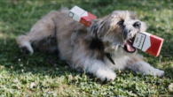 
Un chien perdu, erre dans un quartier populaire de Paris. Il passe de main en main, par une myriade de personnes dans la rue, chacune cajolant les chiot à sa manière.



Amie Barouh / 11’ / 2021






